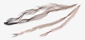Feathers - Emu Oil #289863