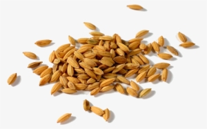 Rice Gadu Paddy Field Seed Rice Huller - Png Paddy #289910