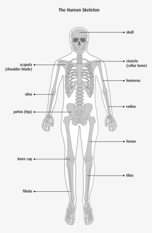 Bone Anatomy Physiology Preeminent Image Gallery For - Structure Of Human Skeleton #2801948