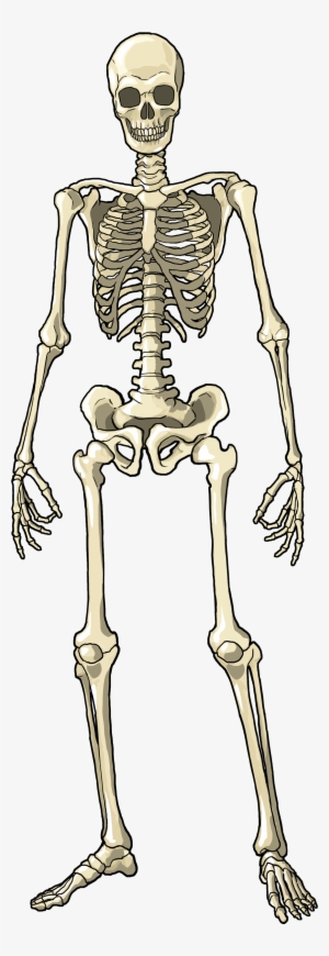 Female Skeletal System - Body Skeleton Png #2801983