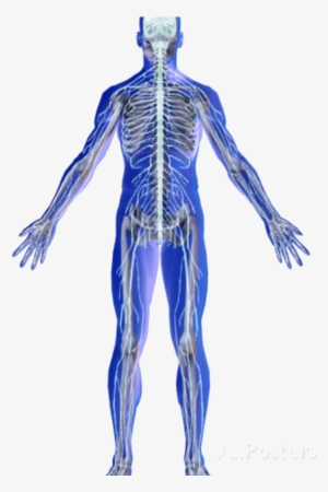 Skeletal And Nervous System #2802076