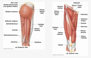 Picture - Skeletal Muscular System Legs #2802153