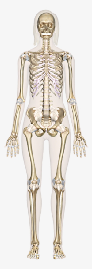 Skeletal System - Sistemul Osos Fisa De Lucru #2802246