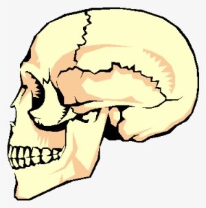The Adult Human Skeletal System Has 206 Bones That - Functions Of The Skeletal System Protection #2802264