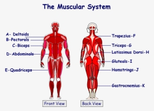 Download File - Muscles In The Body Gcse #2802345