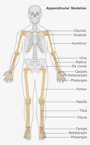 Introduction To The Skeletal System - Illustration #2802367