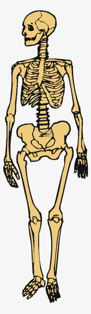 Skeleton #2802392