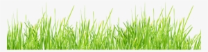 Grass Transparent Background Free #2802465