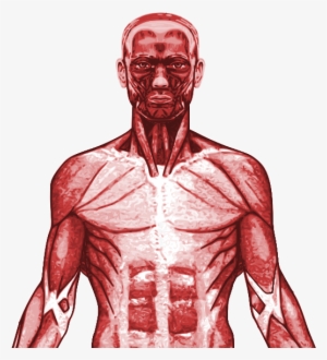 New Specification Gcse Pe Muscular System Powerpoint - Pectoralis Major #2802574