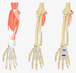Palmaris Longus Muscle - Flexor Digitorum Superficialis Origin And Insertion #2802630