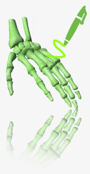 Skeletal System - Hand #2802683