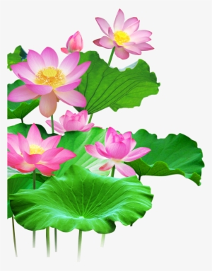 Mq Lotus Flower Flowers Pink Waters Green Leaf - Лотос Пнг #2804687