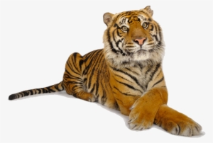 Tiger Png Download - Ark National Geographic #2805488