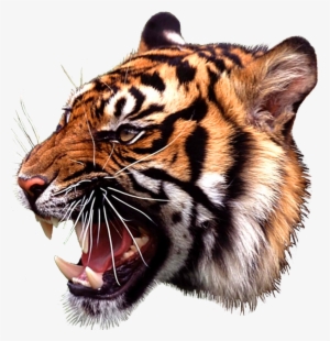 Go To Image - Angry Tiger Canvas Print - Small By Olechka #2805509