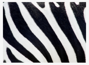 Share This Image - Zebra #2806252