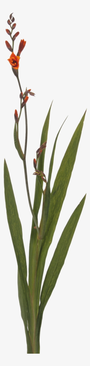 Crocosmia Mckenzie - Canna Lily #2806653