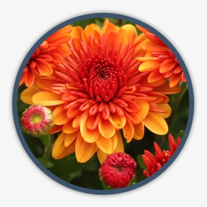 Annual Fall Color - Dahlia #2806678