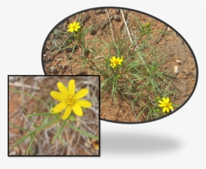 Limoncillo Thick, Grass-like Leaves Are Covered With - Buttercup #2806794