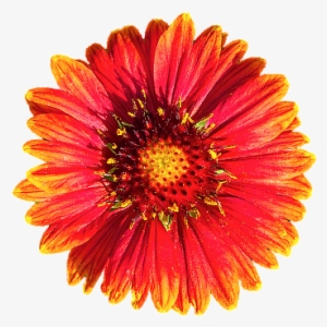 20111016 Fall Flower Sale Smshore 106 As Smart Object - Flower #2806958