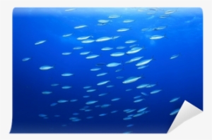 Shoal Of Sardine Fish On Blue Ocean Background Wall - Wall #2807215