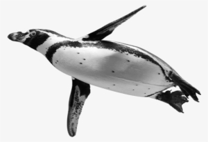 Ocean Birds Png Background Image - Penguin #2807474