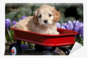 Cocker Spaniel Puppy Sitting On A Red Wagon Wall Mural - English Cocker Spaniel #2807529