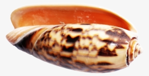 Sea Ocean Shell Png Image - Seashell #2808058