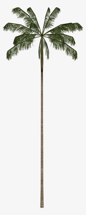 Açaí Palm - August 29 #2811036