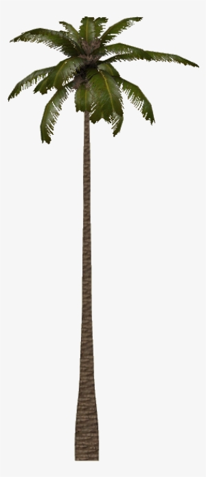 Coastal Palm - Wiki #2811071