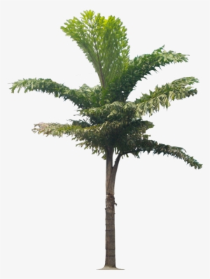 Caryota Urens - Palm Trees #2811171