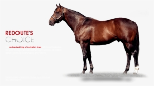 Arrowfield's Redoute's Choice A Sire - Kheleyf Stallion #2811748
