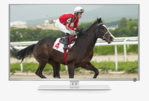 The Thrill Of Dish - Stallion #2811798