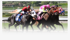 Horses - Hipodromo Santa Anita #2811815