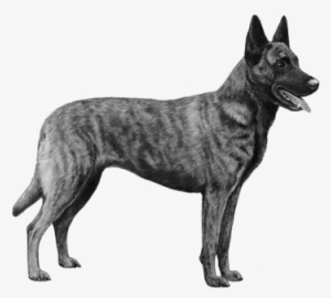 Dutch Shepherd - B&w - Dutch Shepherd Png #2813110
