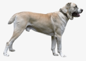 Appearance Of Central Asian Shepherd - Dog #2813403