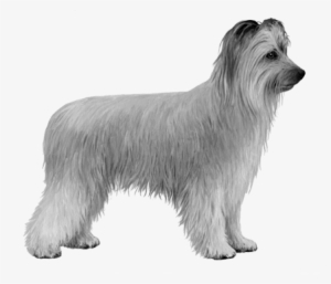 Pyrenean Shepherd - B&w - Pyrenean Shepherd Gray #2813507