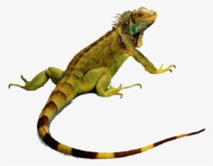 Imagem Sem Fundo - Animals That Crawl Lizard #2813561