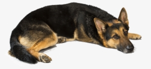 German Shepherd Dog Picture - Love German Shepherd Dogs #2813599