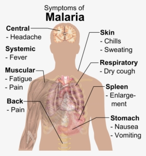Symptoms Of Malaria #2813926