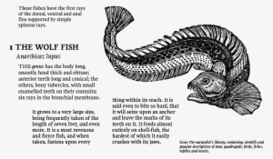 Wolf Fish - Atlantic Wolffish #2814447