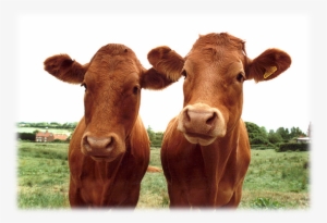 Large Animal Department - Animal #2814779