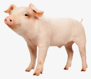 Domestic Pig #2815050