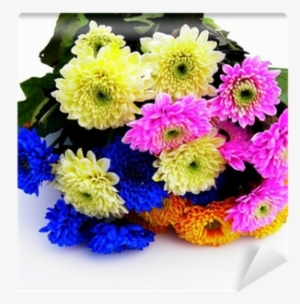 Barberton Daisy #2815077