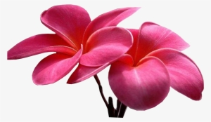 Colorful-flowers - Sweet Picture Of Flower #2815198