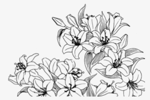 Tumblr M5eui0 Bqib1rqmdb7 - Succulent Transparent Line Drawing #2815542