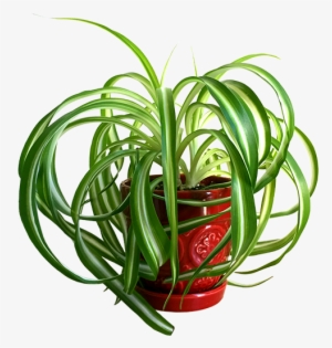 Here's A Spider Plant To Purify The Atmosphere Of Your - Spider Plant Transparent Background #2815719