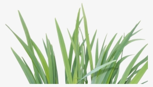 Plants #2815794