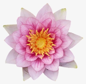 Divine Lotus #2815855