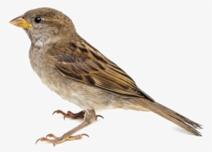 Sparrow Png Image Background - Sparrow Png #2816542