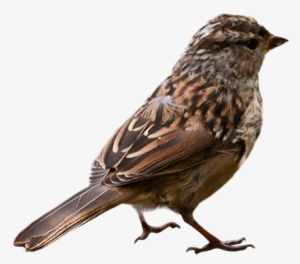 Ie-sparrow - Sparrow Png #2816570
